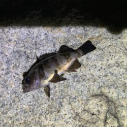 ライトゲーム!ショアジギ不発!