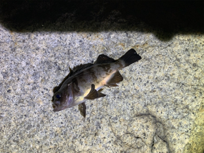 ライトゲーム!ショアジギ不発!