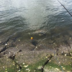 釣り馬鹿日和7日目