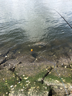 釣り馬鹿日和7日目