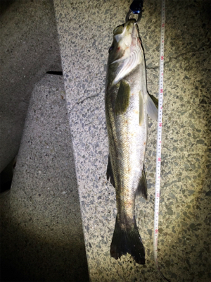 メタルマルハンパないって!