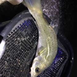 アジングタックルで！！