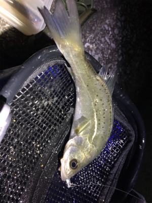 アジングタックルで！！