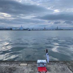 エビ撒きでスズキ！