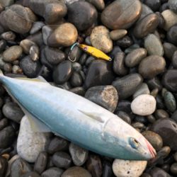 七里御浜ショアジギング