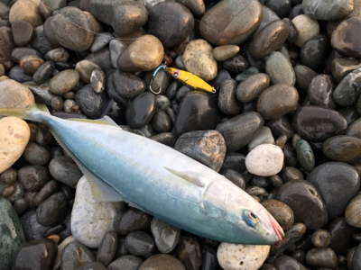 七里御浜ショアジギング