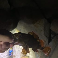 アジ高活性でした(^^)