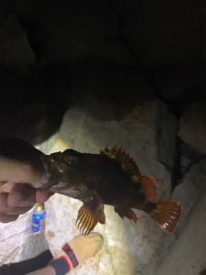 アジ高活性でした(^^)