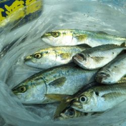 アジ、後にもじゃこ。