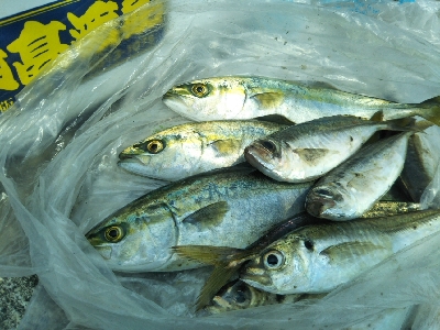 アジ、後にもじゃこ。