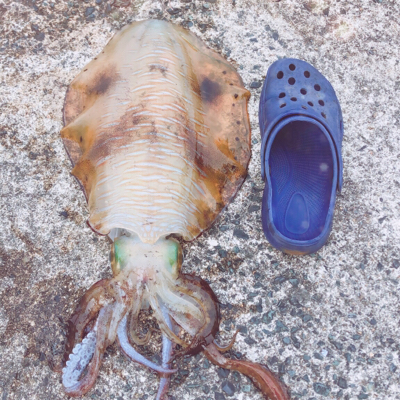 今年初アオリイカ‼️新記録達成^_^