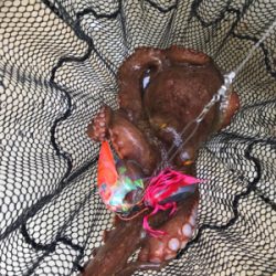 タコ釣り   たかみ丸  大潮