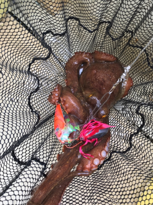 タコ釣り   たかみ丸  大潮