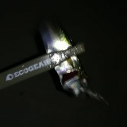 ナイトアジング