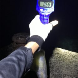 昨日に続きアオリGET (^^)/