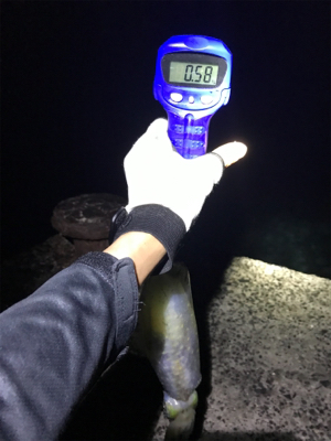 昨日に続きアオリGET (^^)/