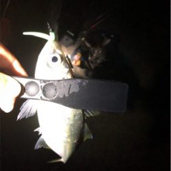 中アジポツポツ♪