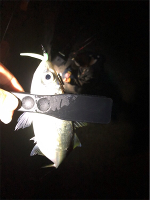 中アジポツポツ♪