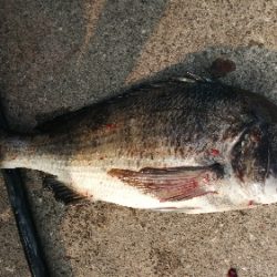 久しぶりに年無し