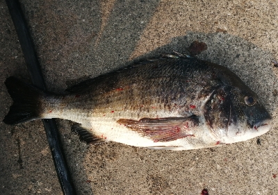 久しぶりに年無し