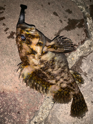 夜チョコ調査隊