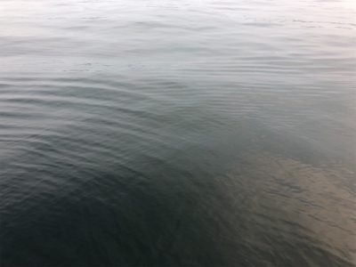 短時間釣行でツバスが♪