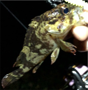 リトルロックゲーム