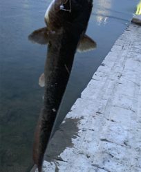 夕方ナマズゲーム