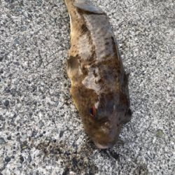 本日は活性が高い