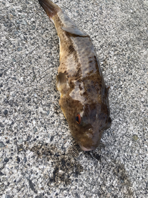 本日は活性が高い