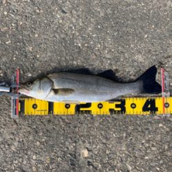 エビ撒きで スズキ好調!