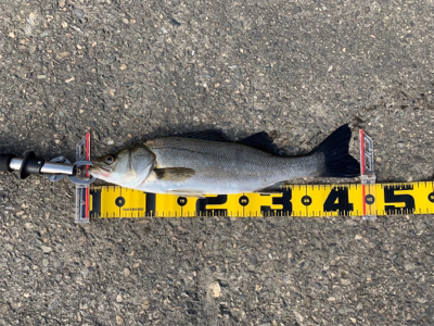 エビ撒きで スズキ好調!