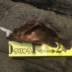 春烏賊ゲームとアコウ☆GUNNING-STYLE