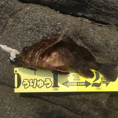 春烏賊ゲームとアコウ☆GUNNING-STYLE