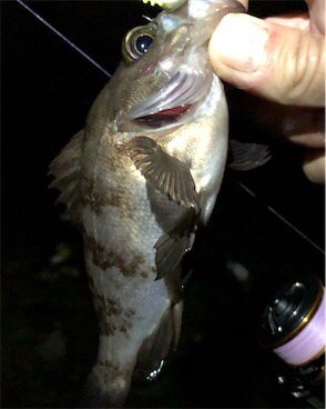 ガシメバガシメバ