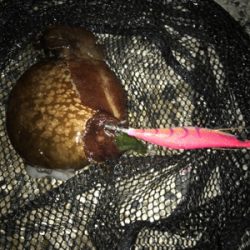 まさかの3日連続アオリGET (^^)v