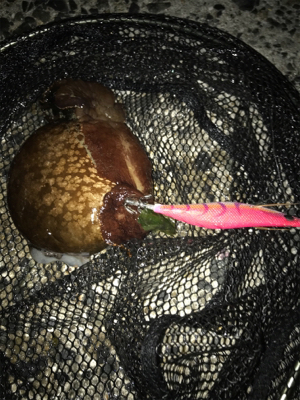 まさかの3日連続アオリGET (^^)v