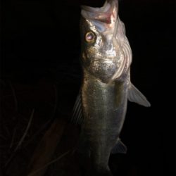 ぼちぼちサイズ