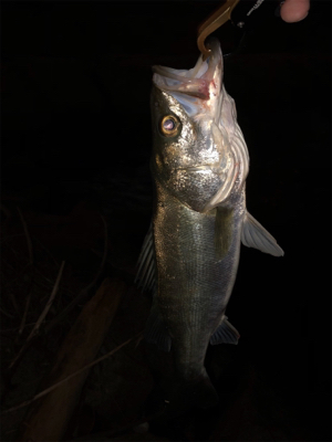 ぼちぼちサイズ