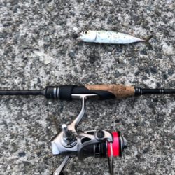 水が濁っていた。