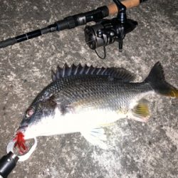 チニング ナイトゲーム