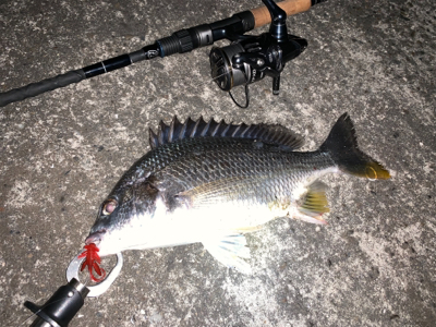 チニング ナイトゲーム