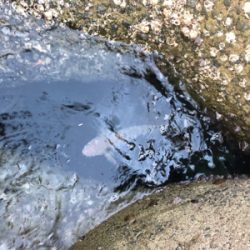 遠征大成功！太くて長いの