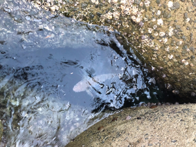 遠征大成功！太くて長いの