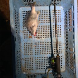 今日もいつもの