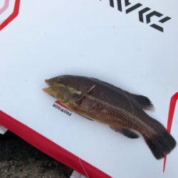 波止グレ調査..