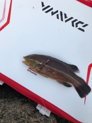 波止グレ調査..