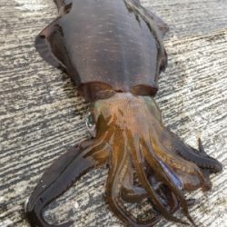 令和2杯目アオリゲットキロアップ！