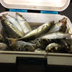 アジたくさん！