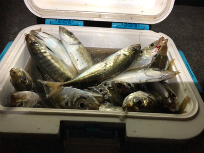 アジたくさん！